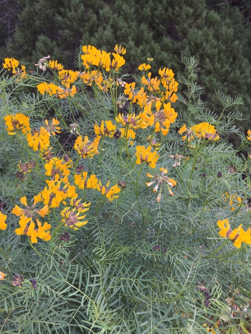 Hippocrepis grosii photo 4