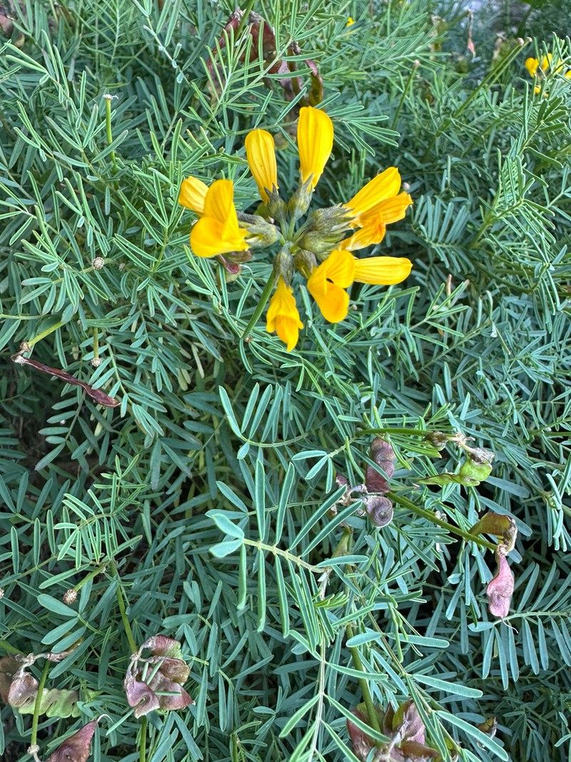 Hippocrepis grosii photo 5