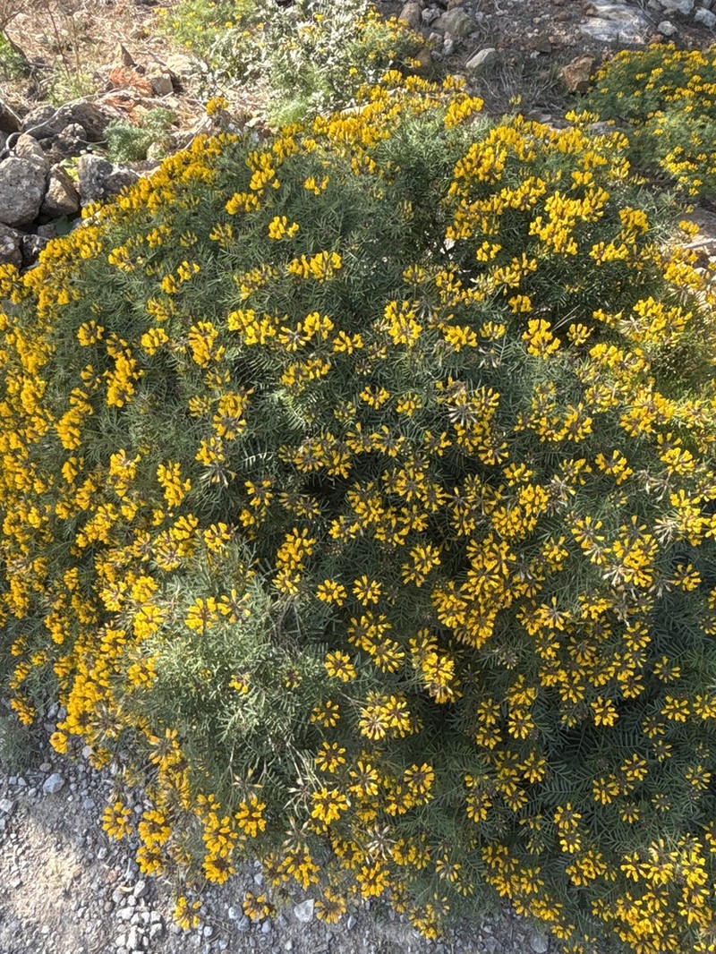 Hippocrepis grosii photo 6