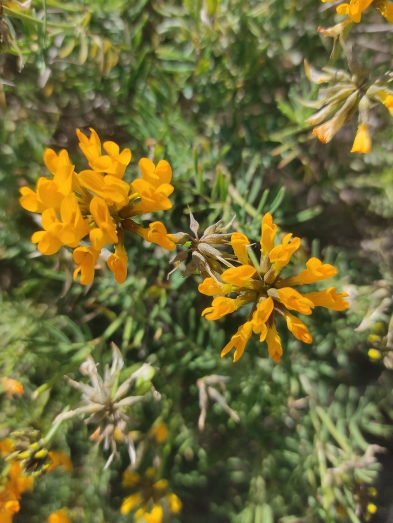 Hippocrepis grosii photo 7