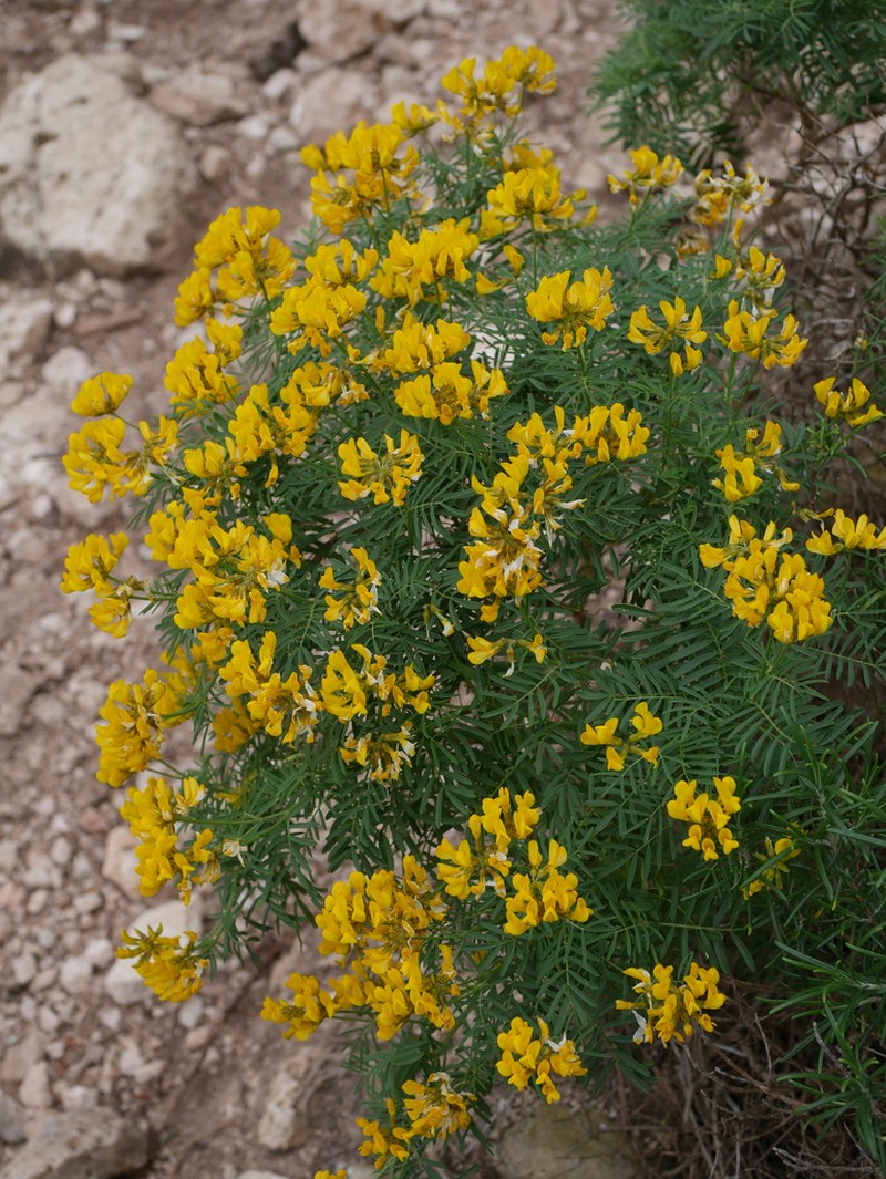 Hippocrepis grosii photo 8
