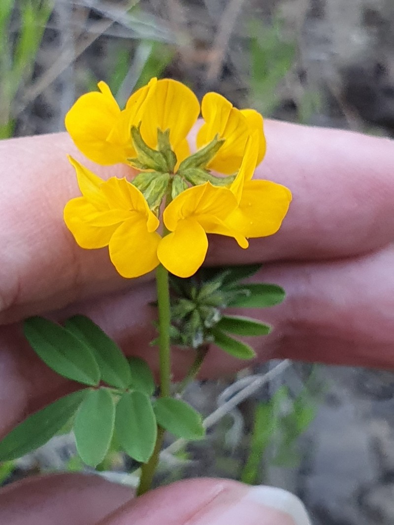 Hippocrepis minor