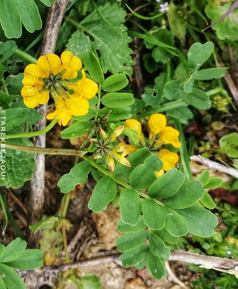 Hippocrepis minor photo 2