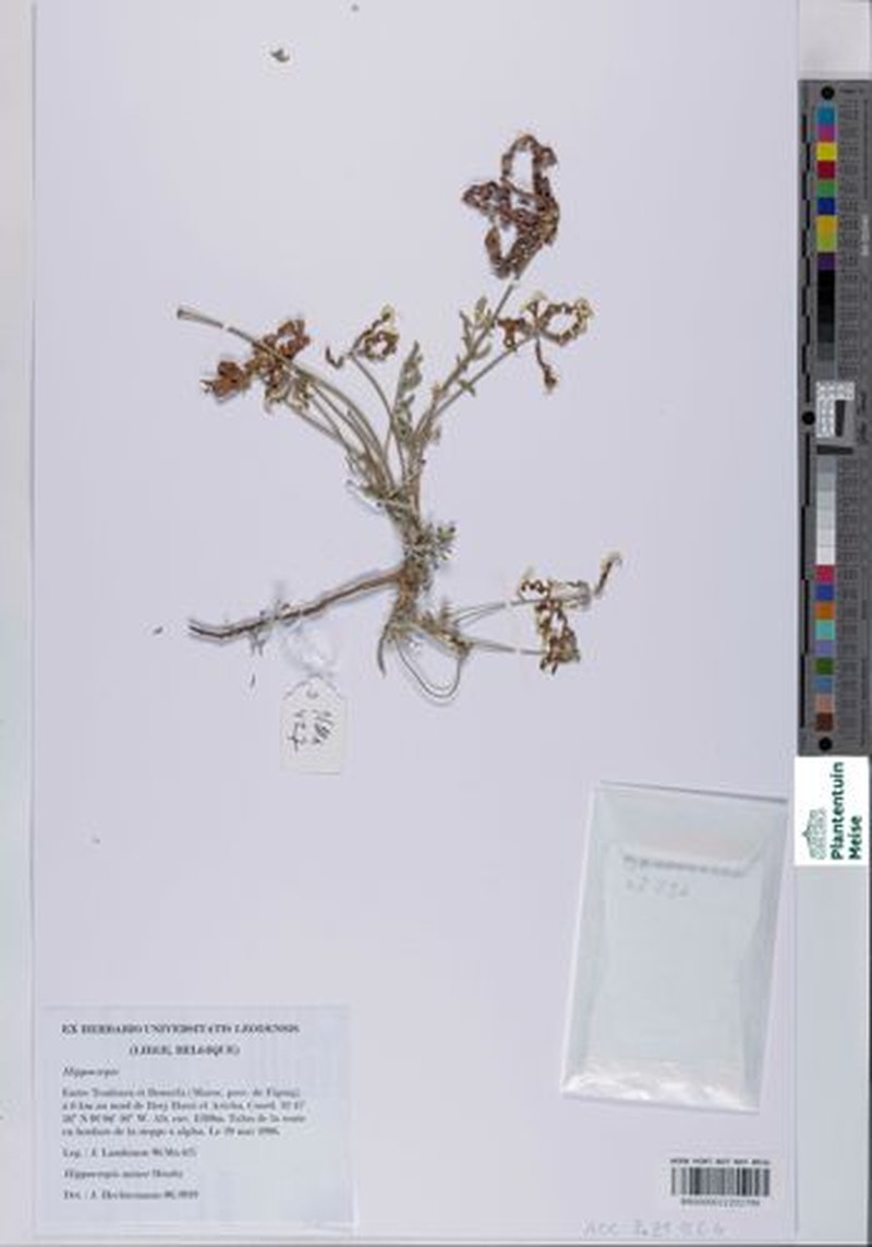 Hippocrepis minor photo 3