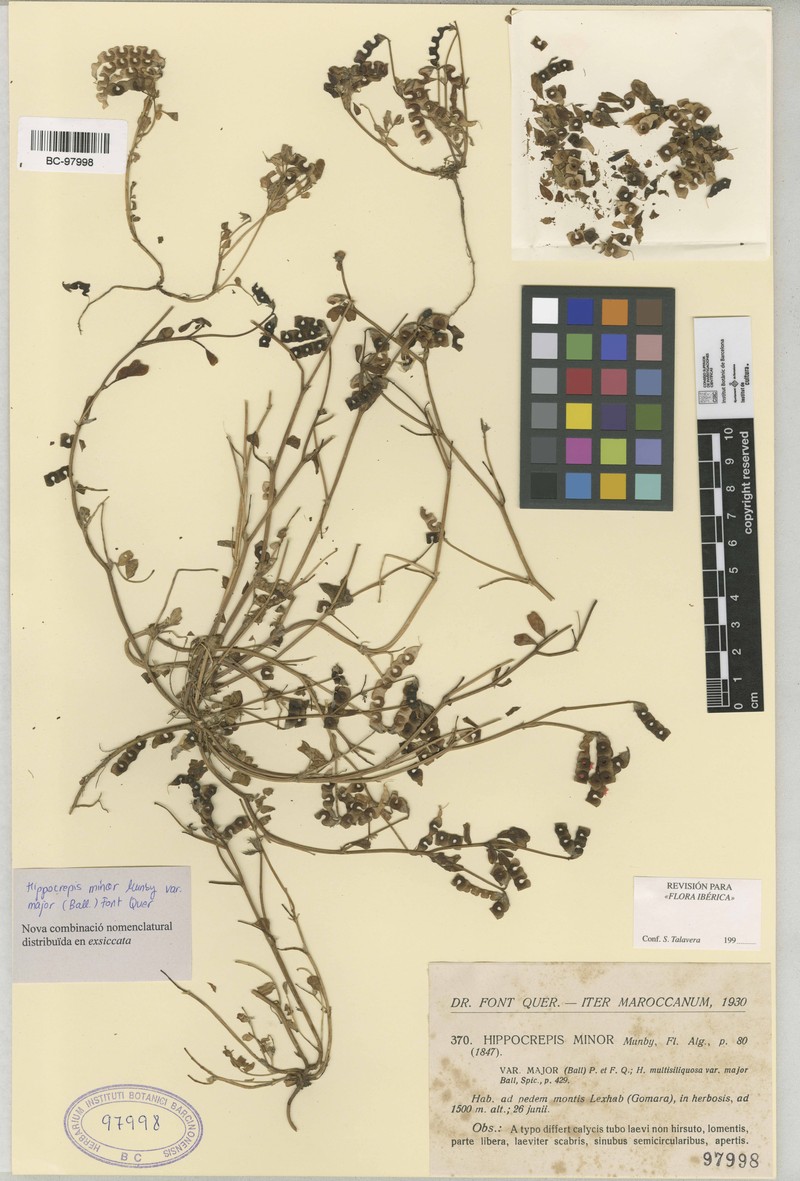 Hippocrepis minor photo 4