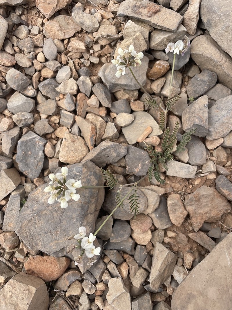 Hippocrepis monticola