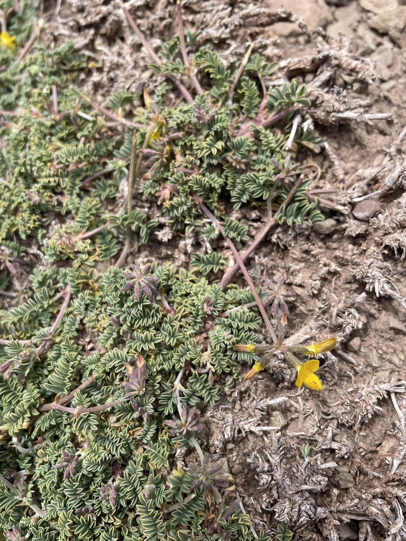 Hippocrepis monticola photo 2