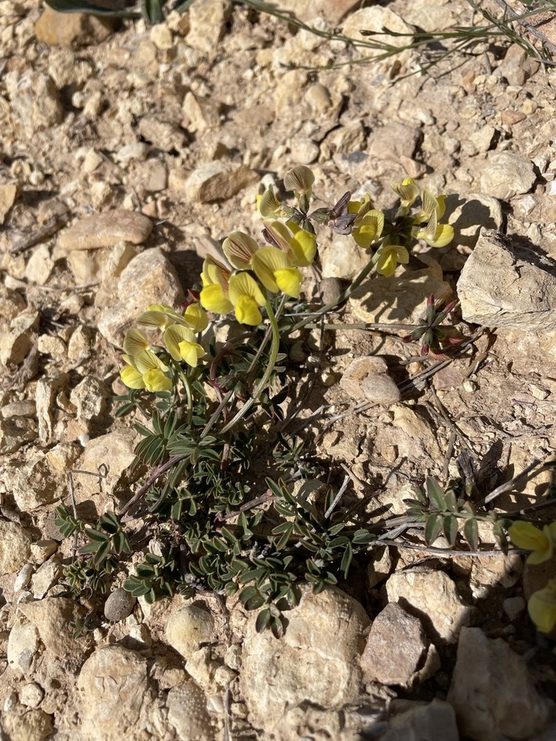 Hippocrepis monticola photo 3