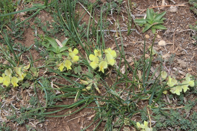 Hippocrepis monticola photo 4