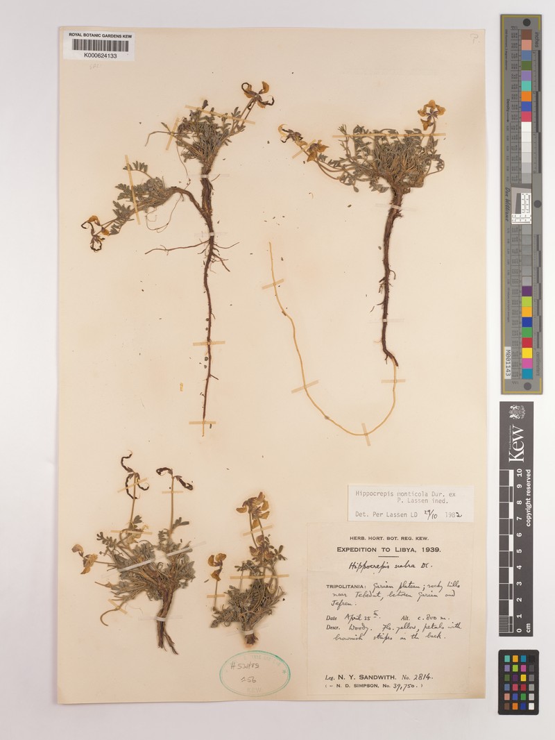 Hippocrepis monticola photo 5