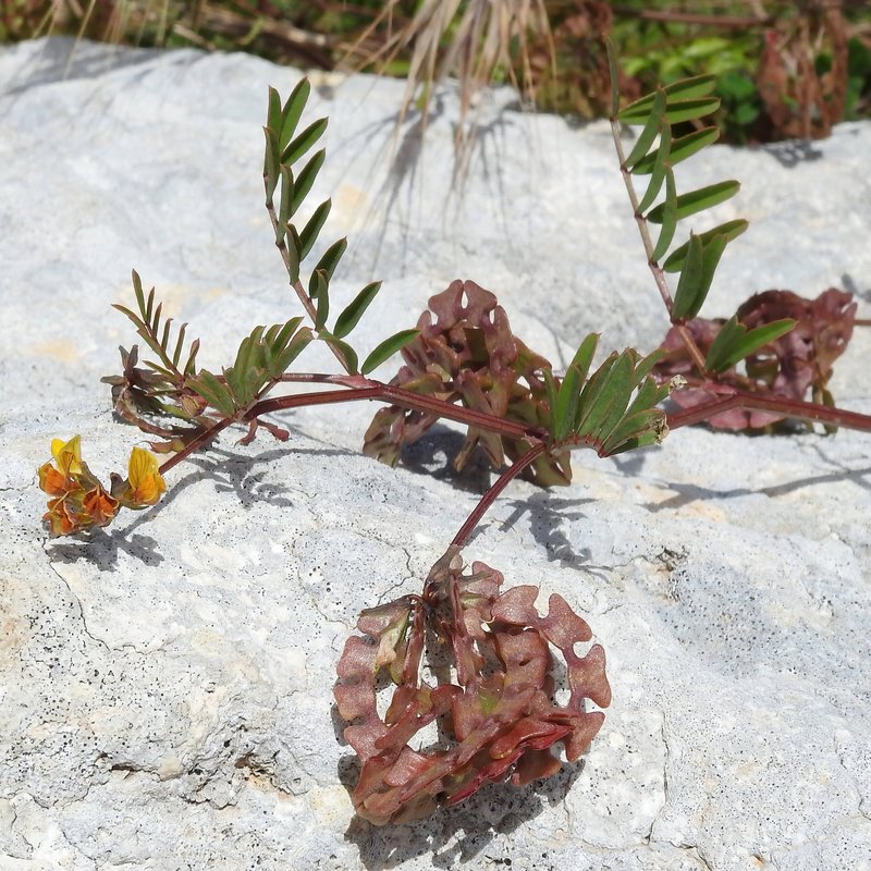Hippocrepis multisiliquosa