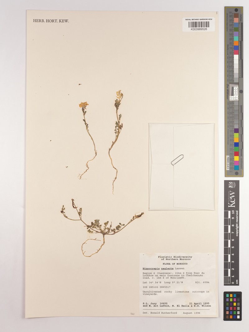 Hippocrepis neglecta