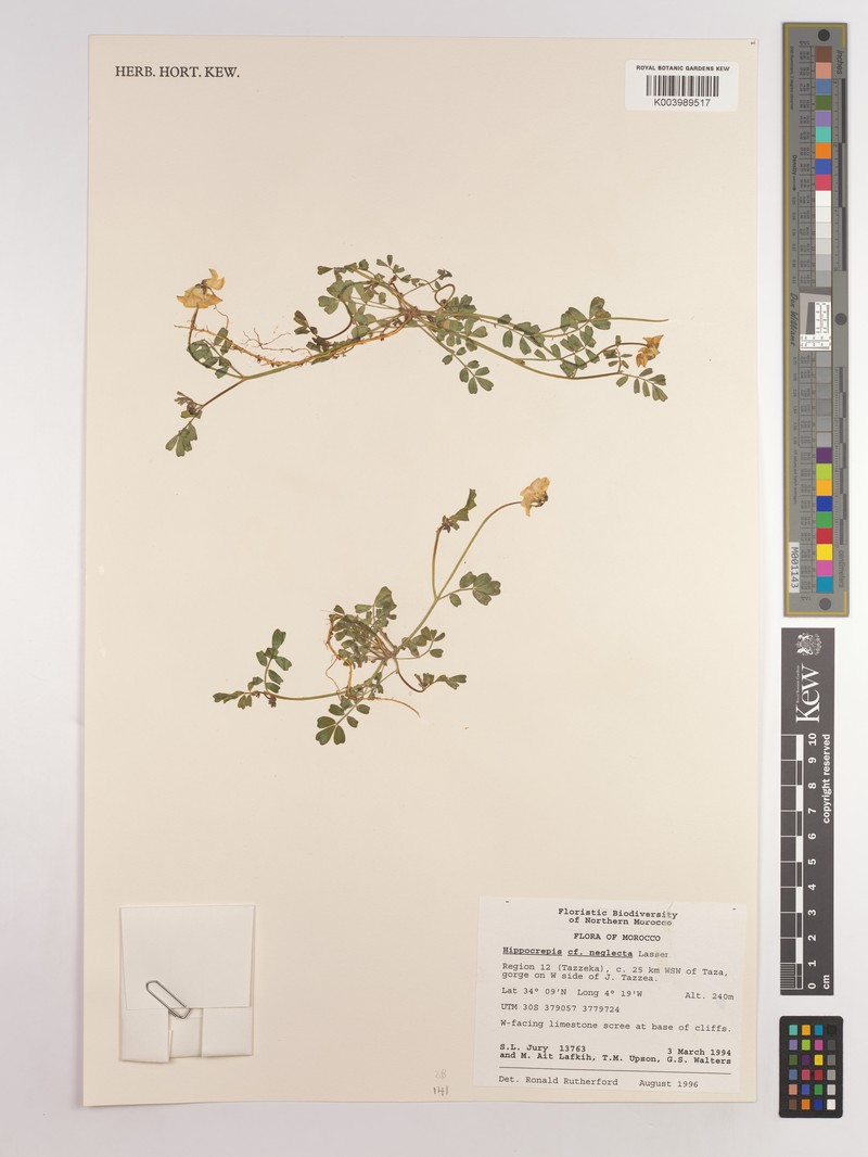 Hippocrepis neglecta photo 2
