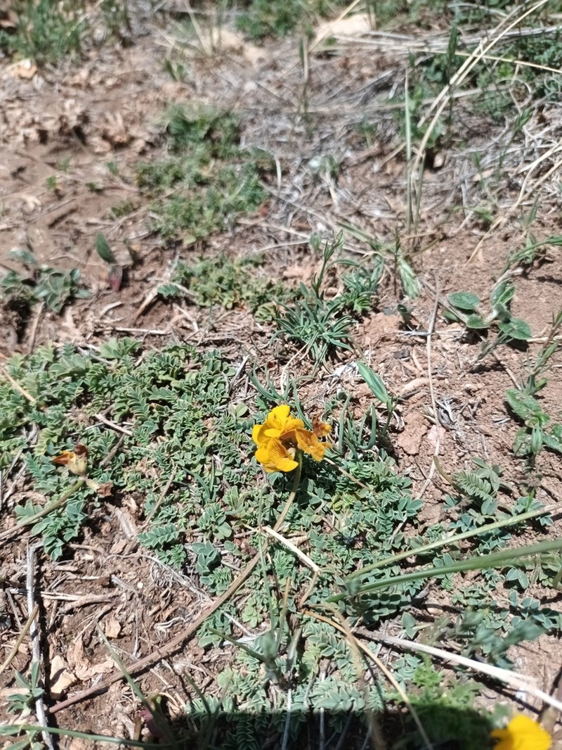 Hippocrepis nevadensis