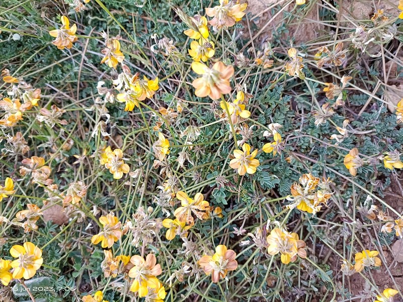 Hippocrepis nevadensis photo 2