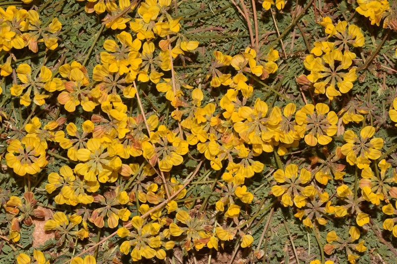 Hippocrepis nevadensis photo 3