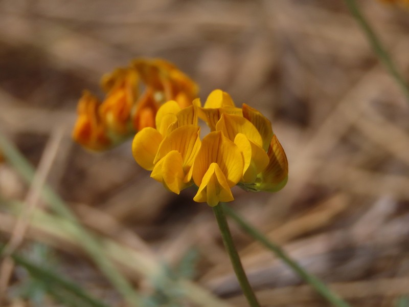 Hippocrepis nevadensis photo 4