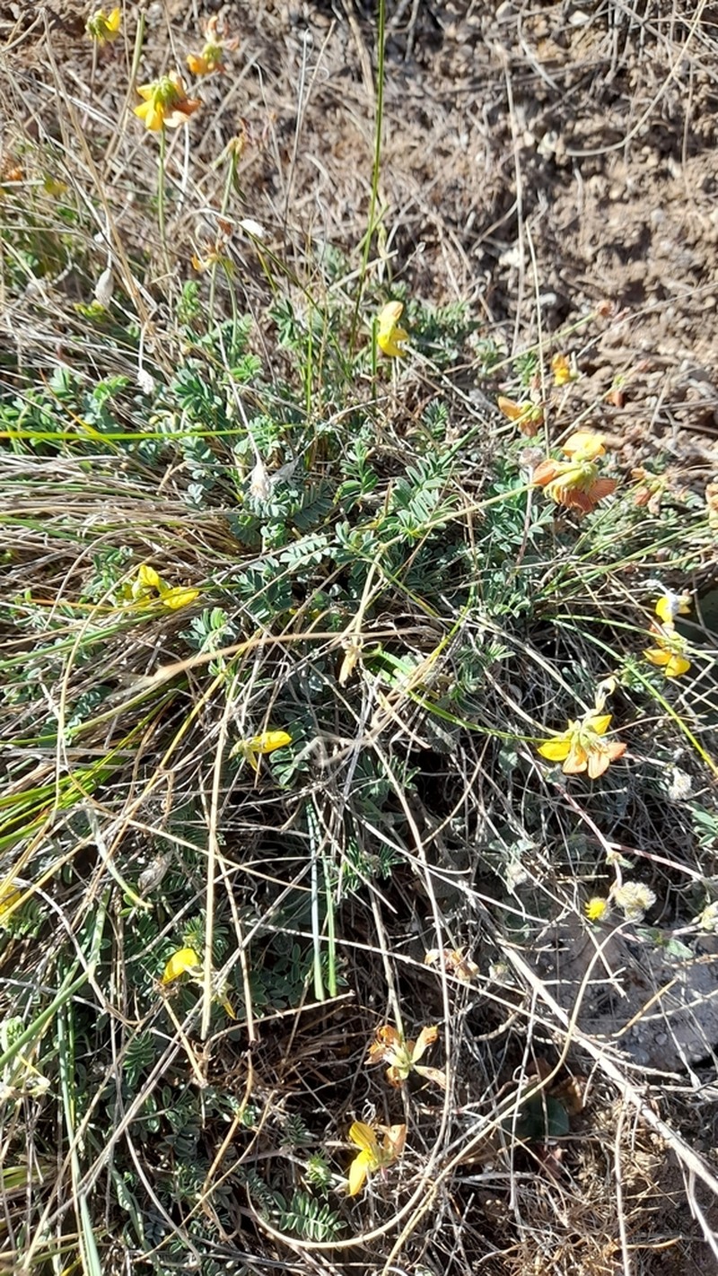 Hippocrepis nevadensis photo 5