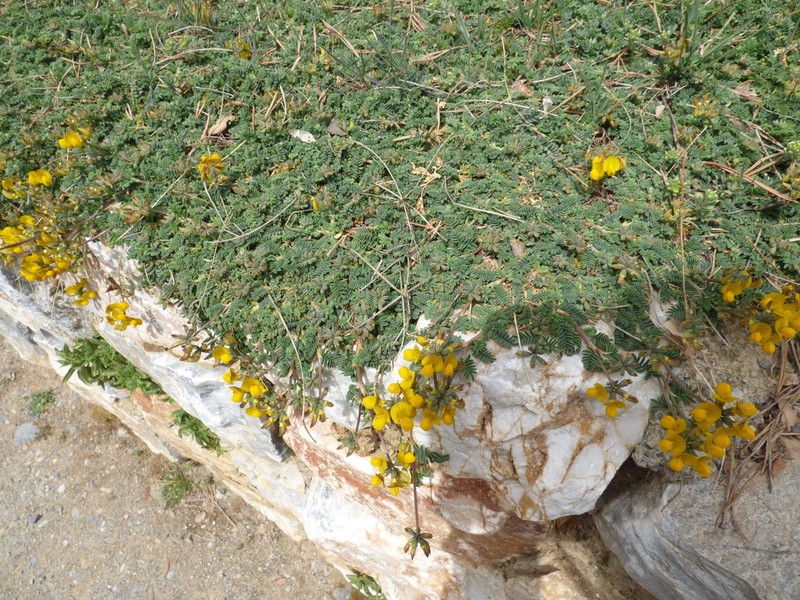 Hippocrepis prostrata photo 2