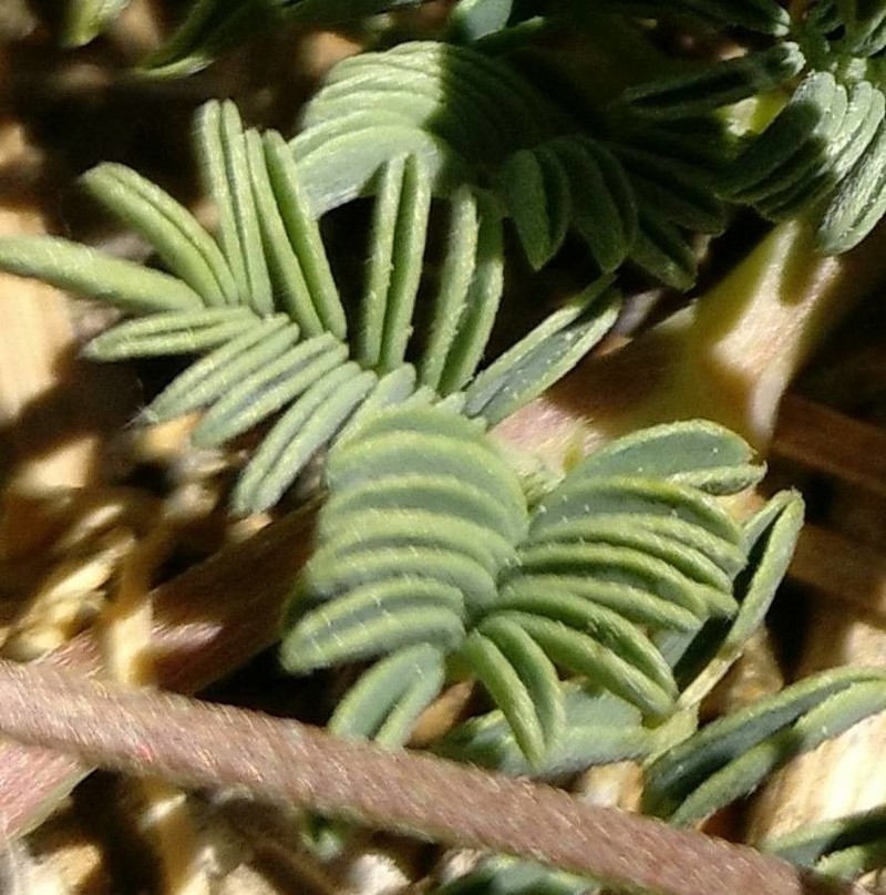 Hippocrepis prostrata photo 3