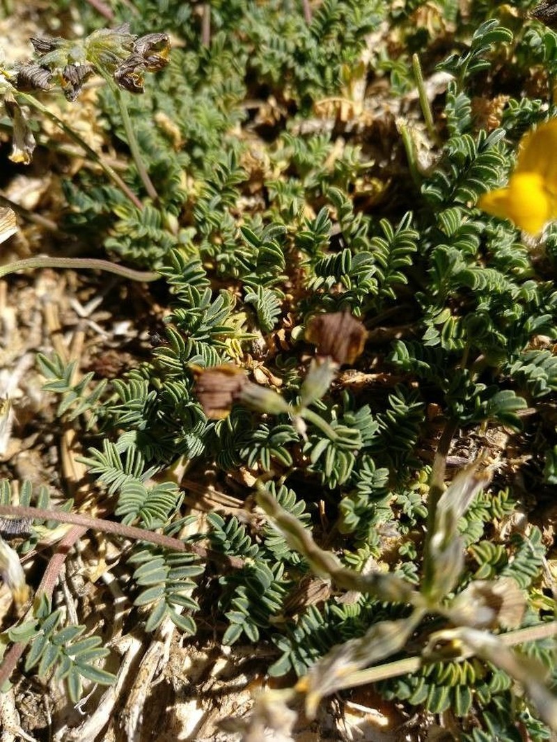 Hippocrepis prostrata photo 4