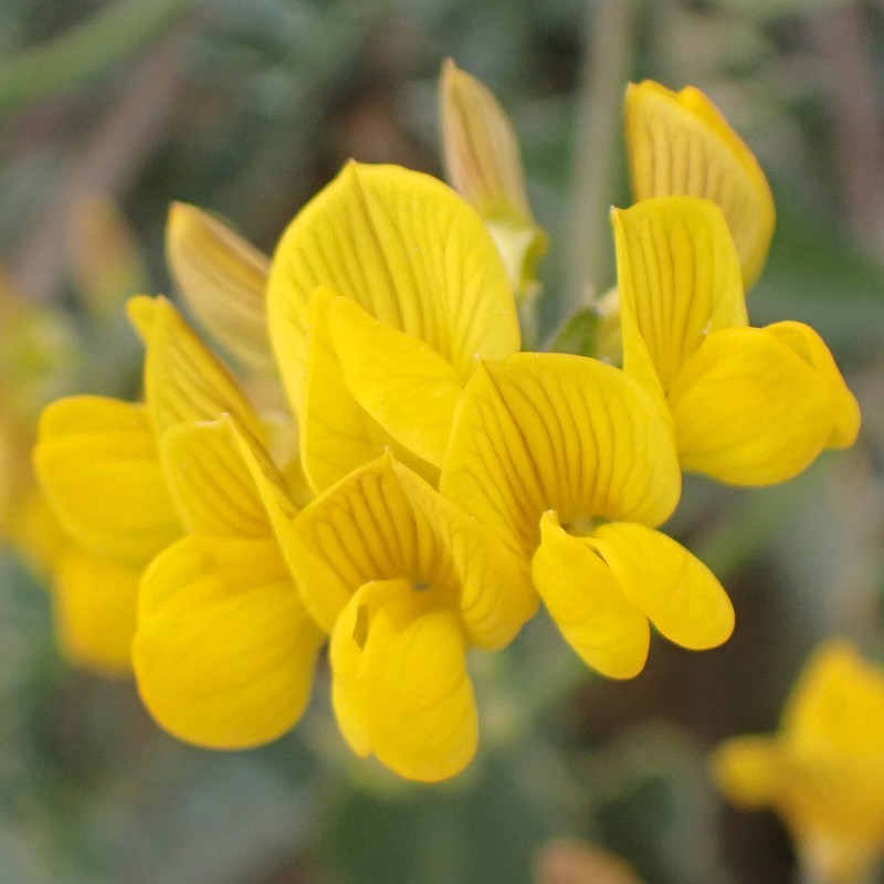 Hippocrepis rupestris
