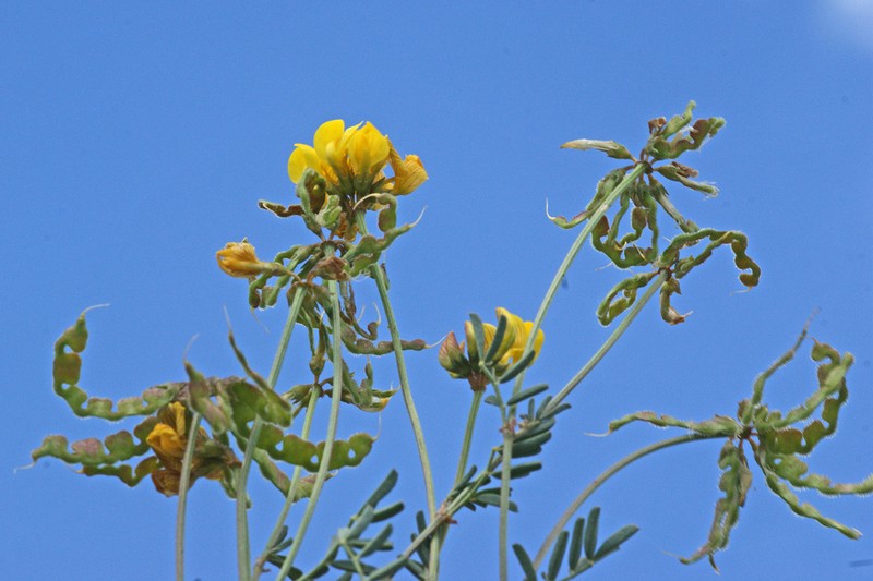Hippocrepis rupestris photo 2