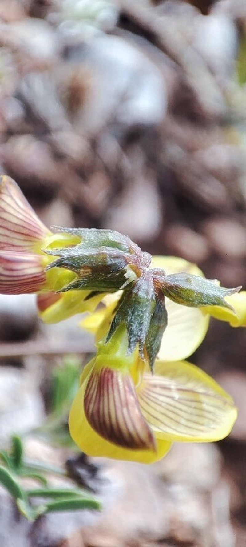 Hippocrepis rupestris photo 3
