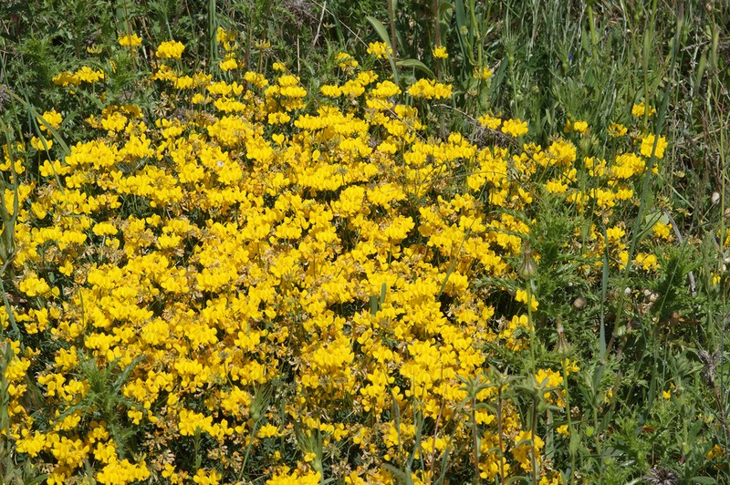 Hippocrepis rupestris photo 4