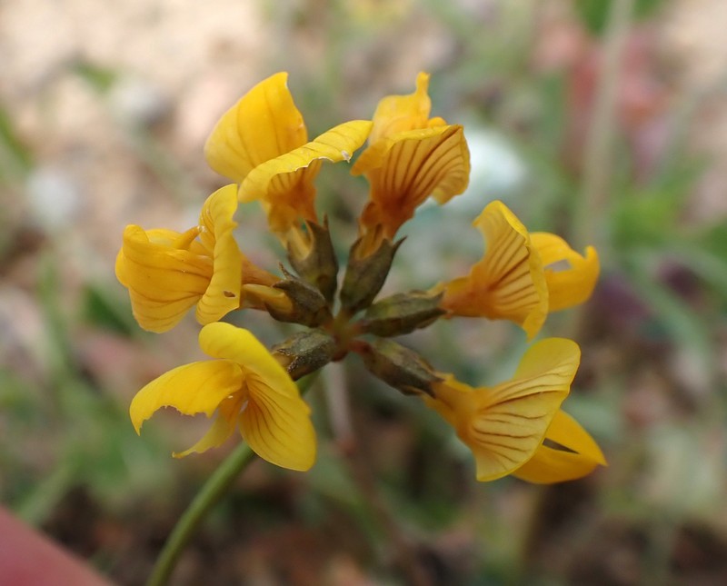 Hippocrepis rupestris photo 5