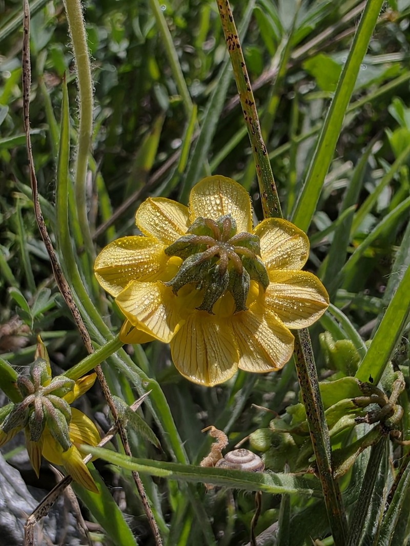 Hippocrepis rupestris photo 6