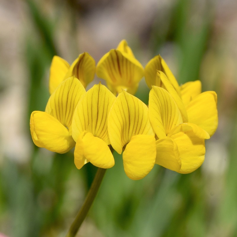 Hippocrepis rupestris photo 7