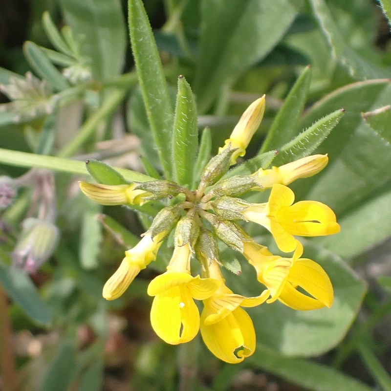 Hippocrepis rupestris photo 8