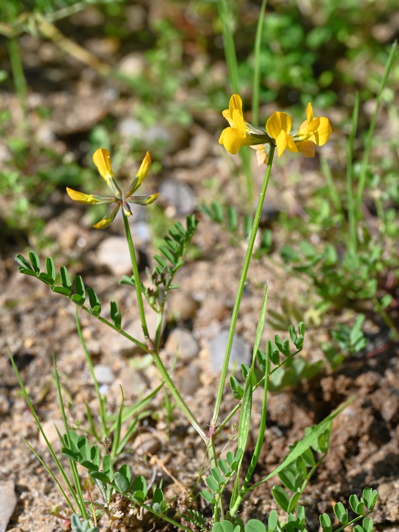 Hippocrepis salzmannii