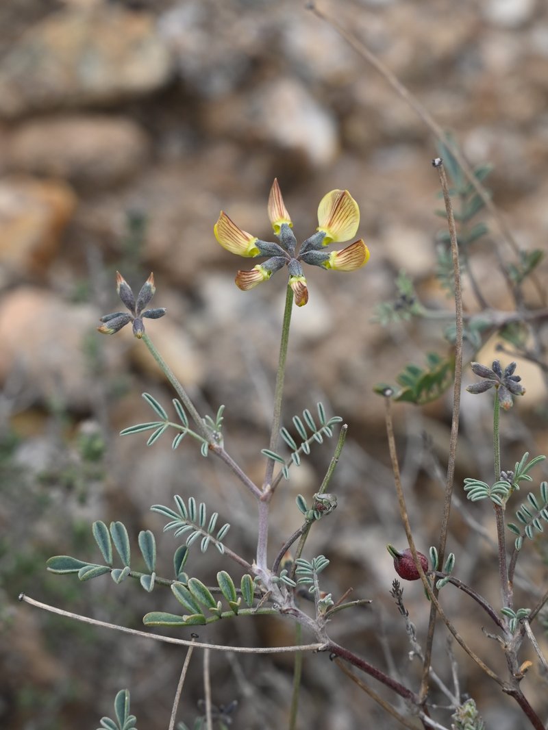 Hippocrepis scabra
