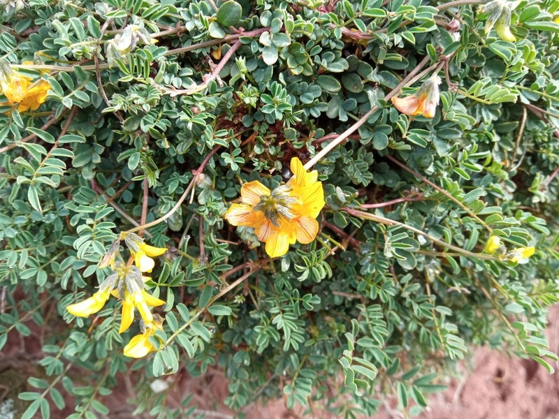 Hippocrepis scorpioides