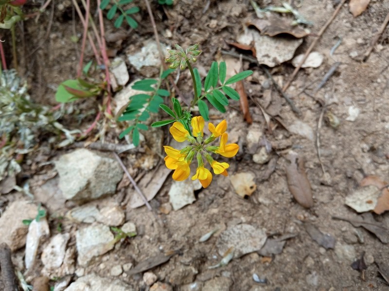 Hippocrepis scorpioides photo 2