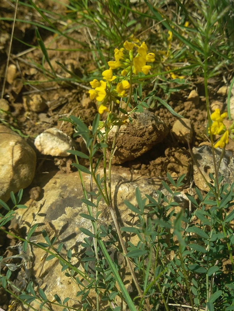 Hippocrepis scorpioides photo 3