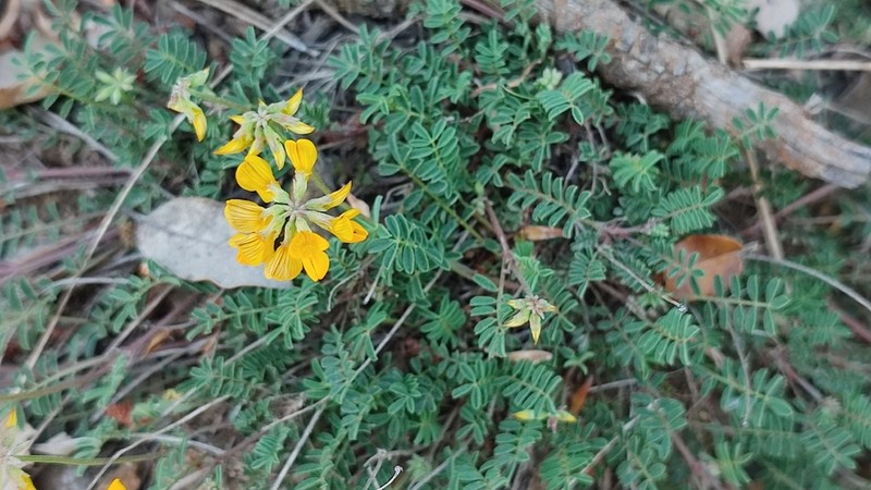 Hippocrepis scorpioides photo 4