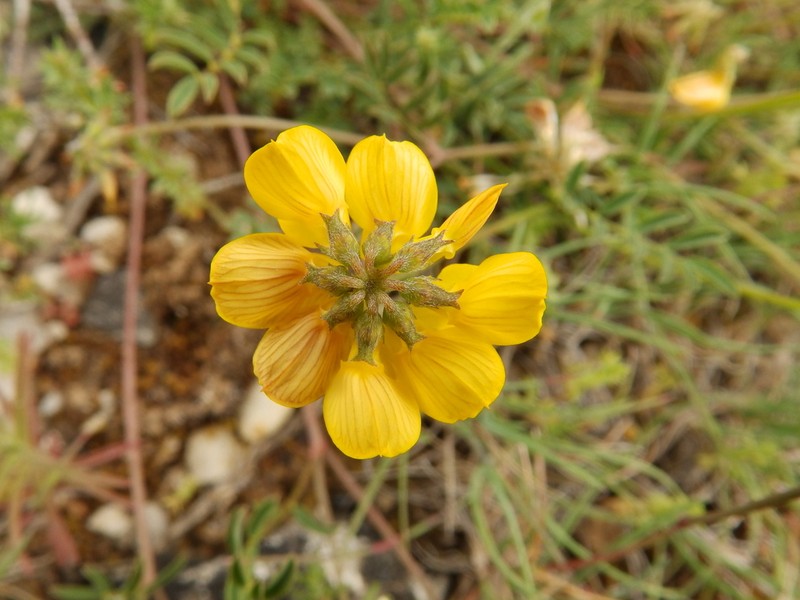 Hippocrepis scorpioides photo 5