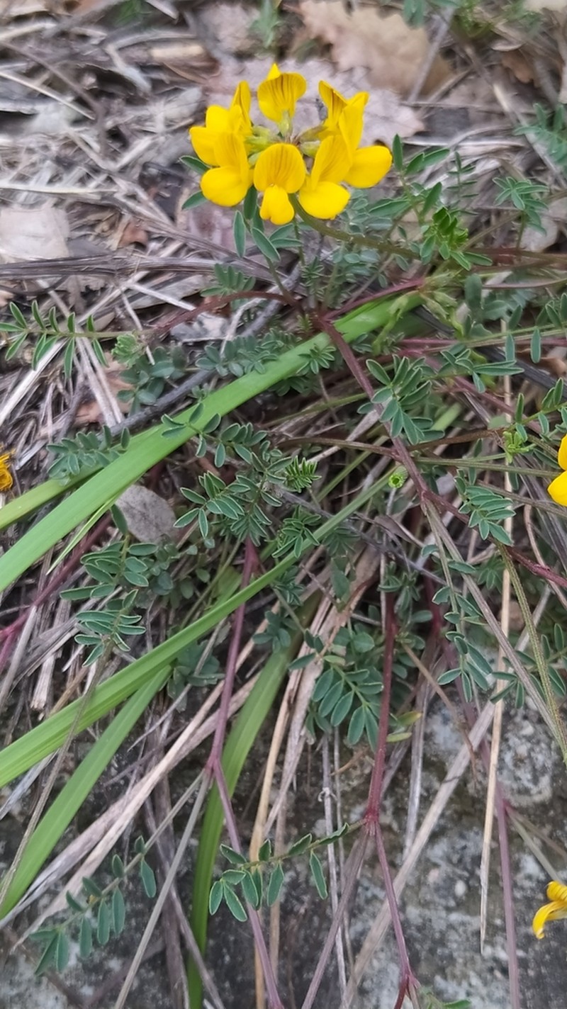 Hippocrepis scorpioides photo 6