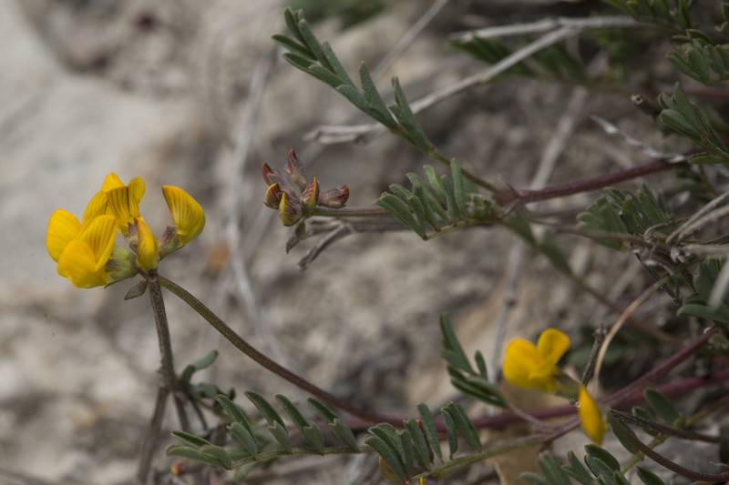 Hippocrepis scorpioides photo 7