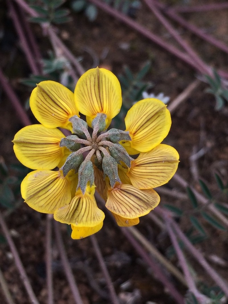 Hippocrepis scorpioides photo 8