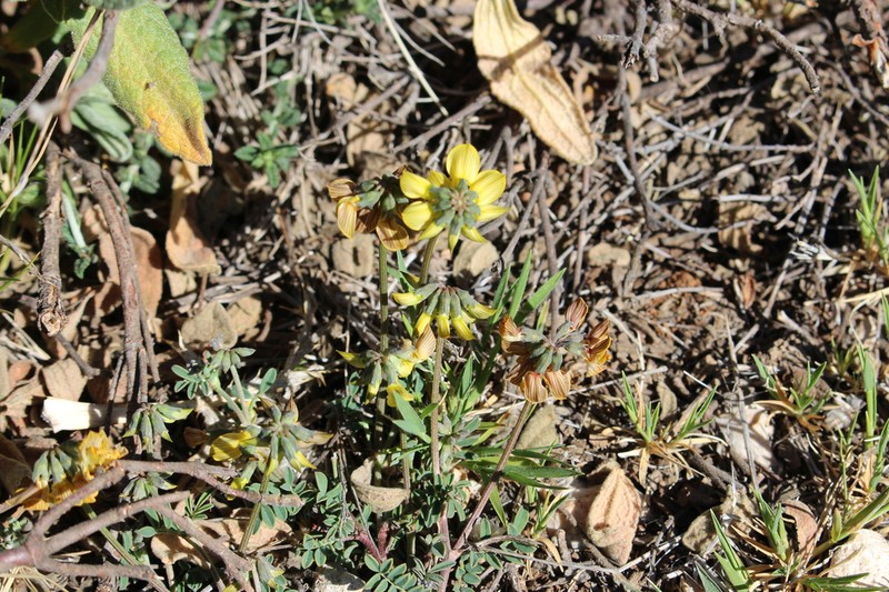 Hippocrepis squamata photo 2