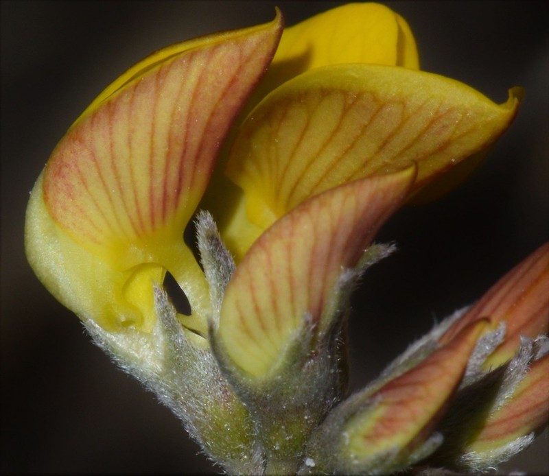 Hippocrepis squamata photo 3
