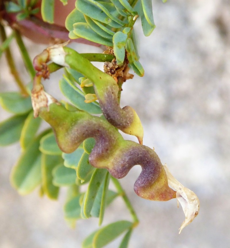 Hippocrepis tavera-mendozae photo 2