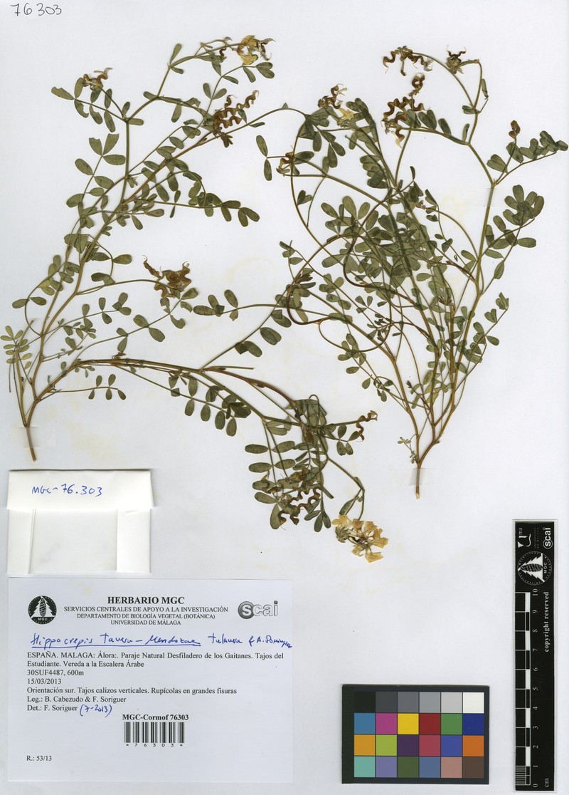 Hippocrepis tavera-mendozae photo 3