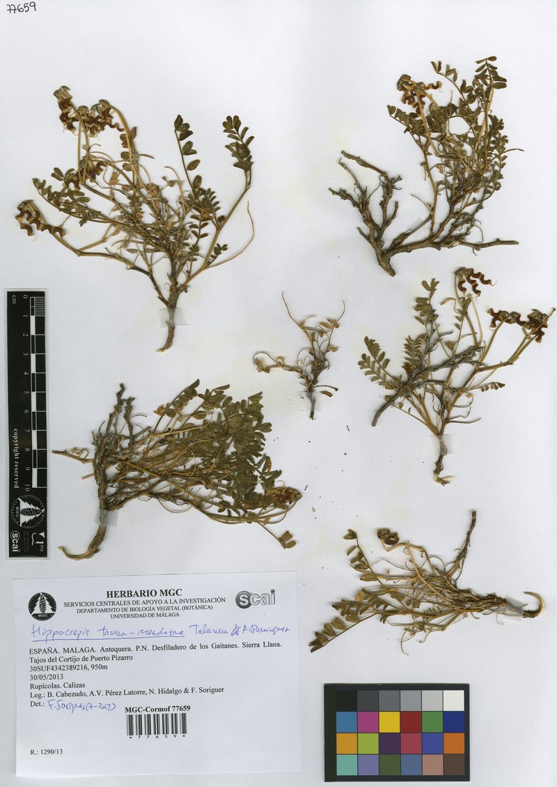 Hippocrepis tavera-mendozae photo 4