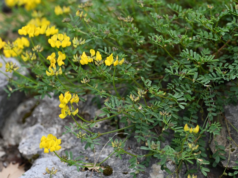 Hippocrepis tavera-mendozae