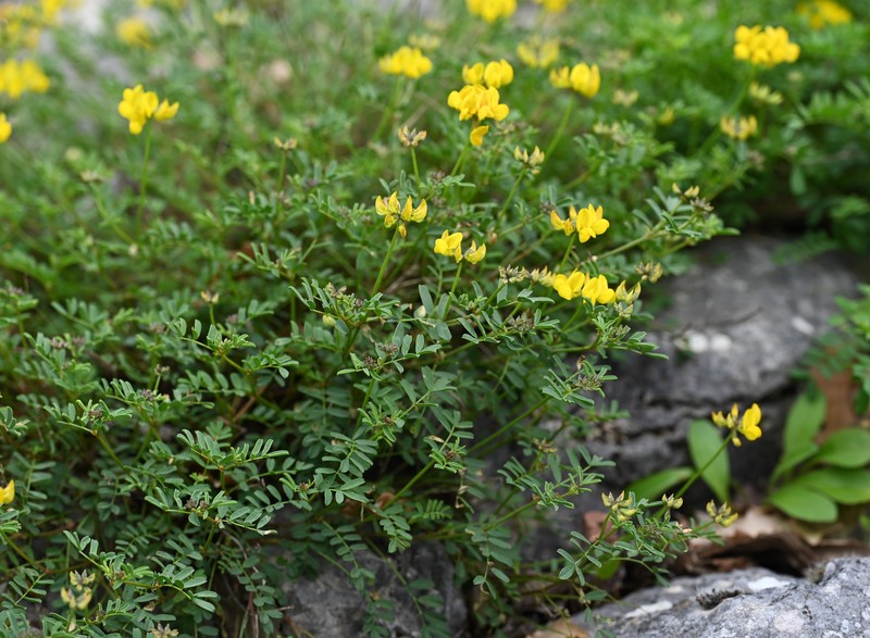 Hippocrepis tavera-mendozae photo 5